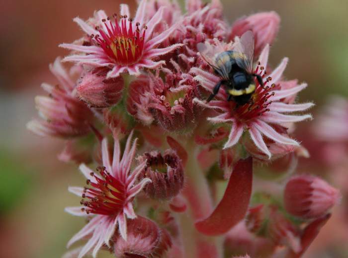 Sempervivum Dachwurz Hauswurz